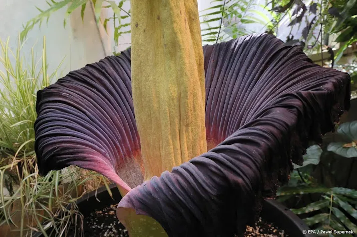penisplant bloeit in tropische kassen van hortus leiden