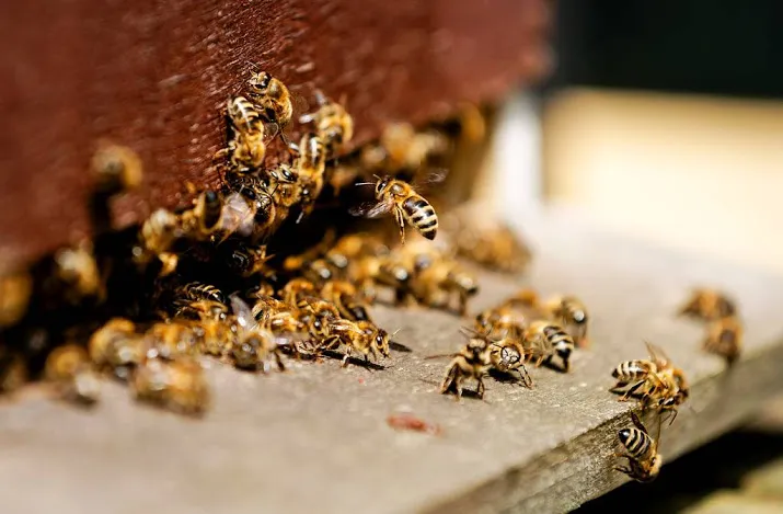 pesticiden bedreigend voor bijen