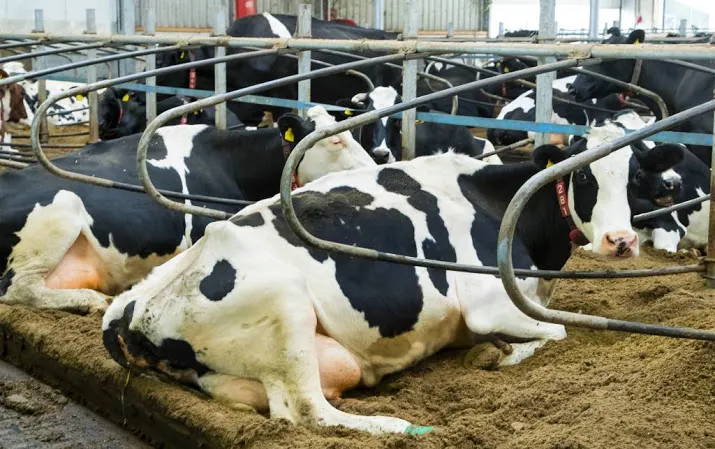 piek voor melkboeren van korte duur