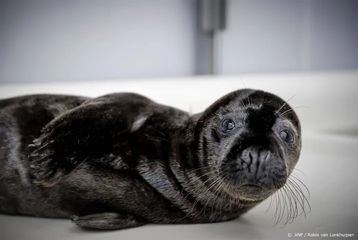 pieterburen slaat alarm om verstoren zeehondenpups