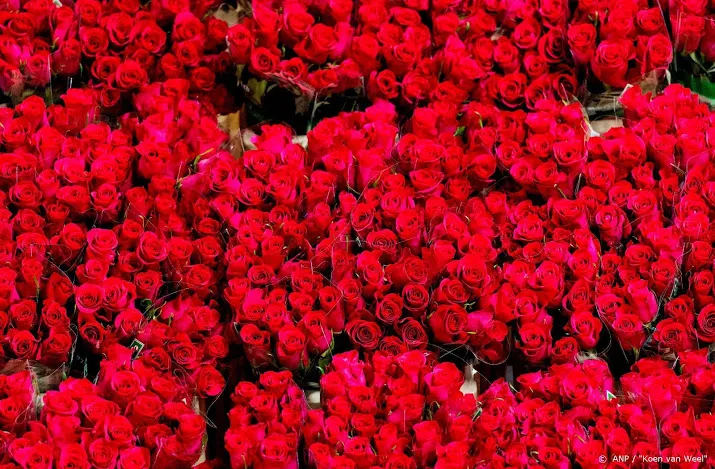 planten en bloemensector drie keer drukker door valentijn