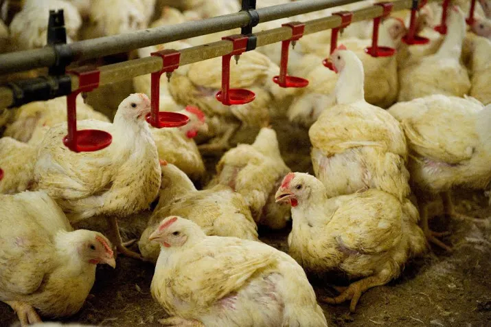plofkip zit nog in heel veel vleeswaren