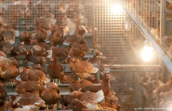 pluimveehouders moeten kippen binnenhouden wegens vogelgriep