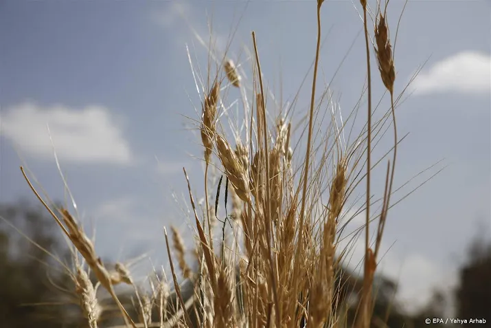 polen verbiedt invoer graan uit oekraine om boeren te beschermen