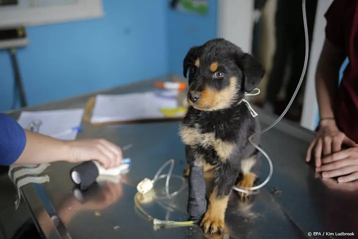 politie onderzoekt verdachte puppyverkopers in veldhoven