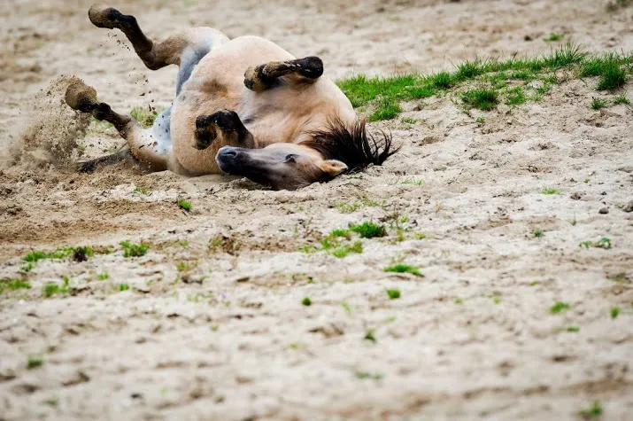 politie overspoeld over oostvaardersplassen