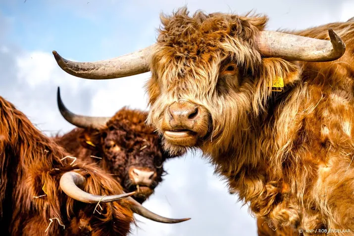 politie redt wandelaars van kudde schotse hooglanders