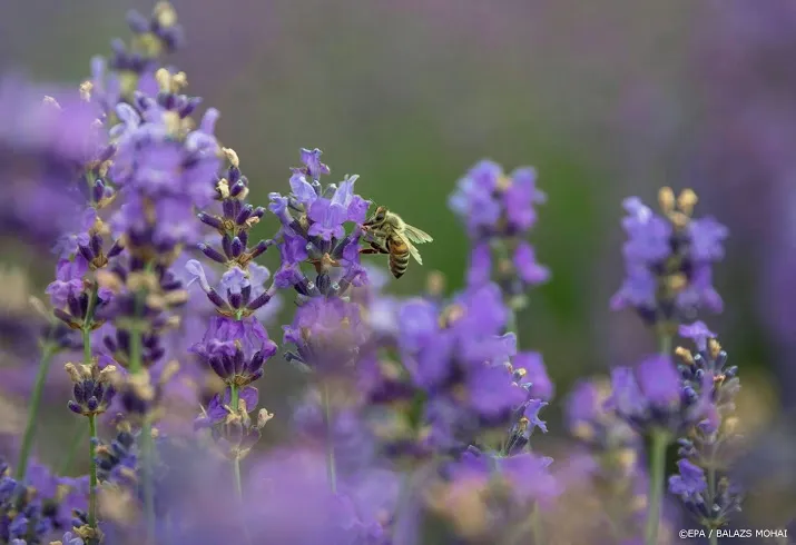 pollen kunnen nu al voor hooikoorts zorgen