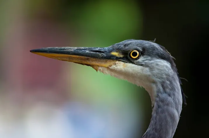 poten geroosterde haagse reiger naar museum