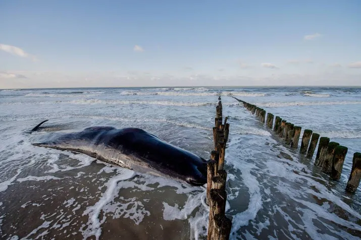 potvis in nood voor de kust van den helder