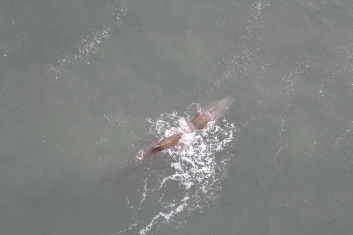 potvis sterft natuurlijke dood op zee