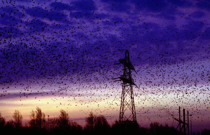 proef met buienradar voor trekvogels