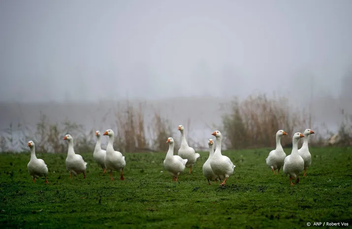 proef met ganzen verjagen mislukt
