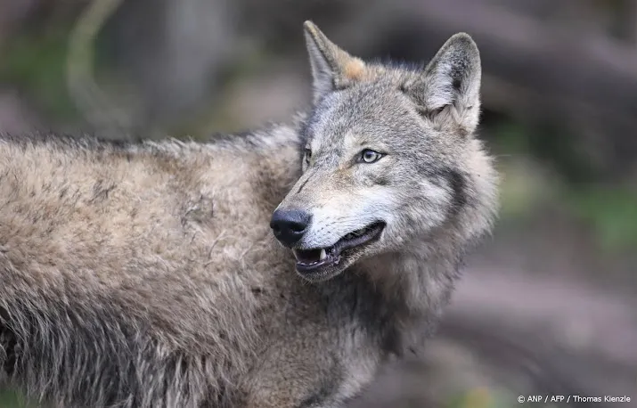 provincie utrecht natuurlijk gedrag van wolf die hond aanviel