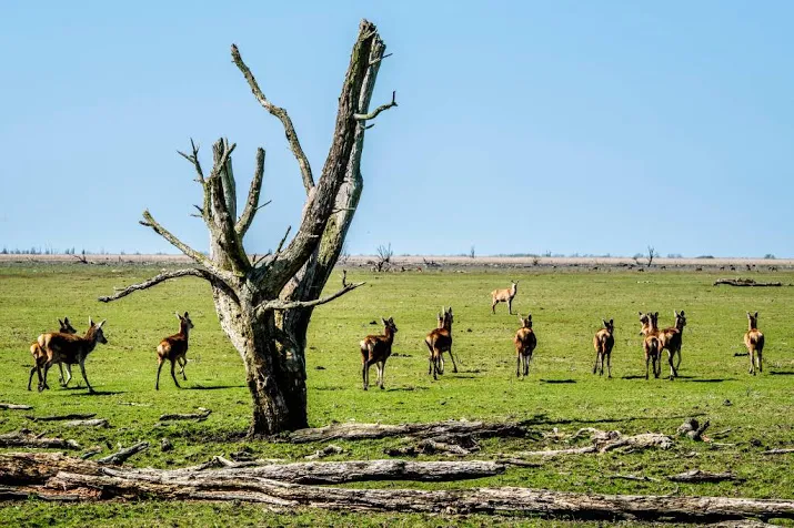 provincie verlengt bijvoeren grote grazers