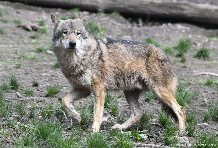 provincies en gemeenten vragen actie kamer bij aanpak wolf