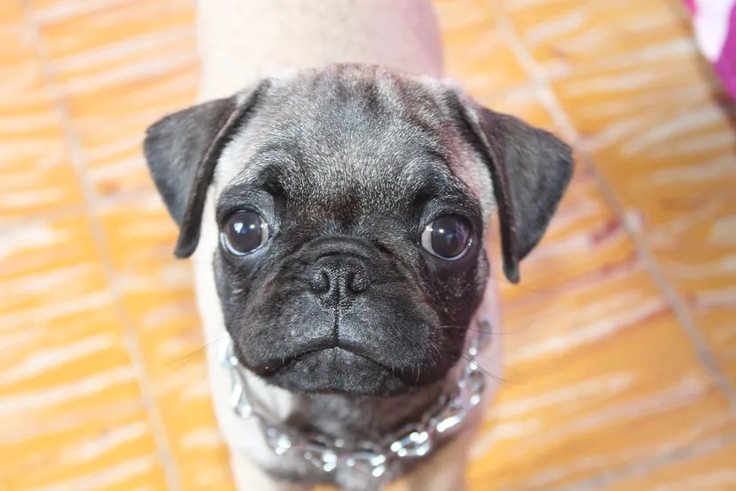pug 2585365 960 720