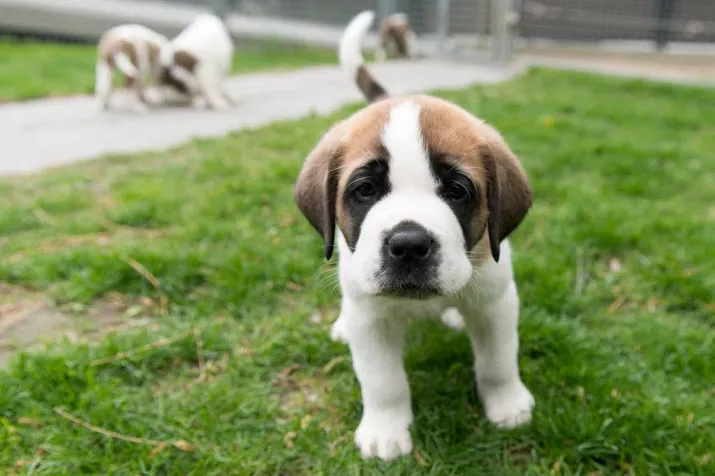 puppys helpen gestreste studenten