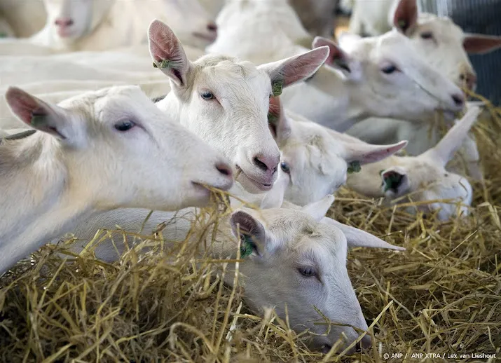 q koorts aangetroffen op gelders melkschapenbedrijf
