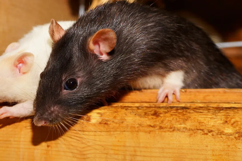 rat hq pixabay