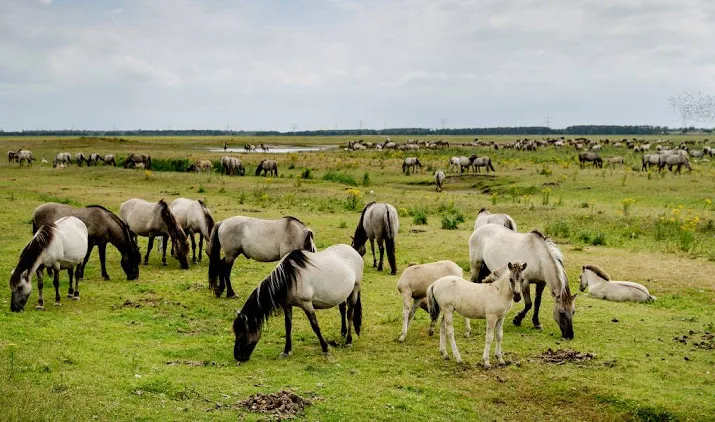 rechter beslist over werk oostvaardersplassen