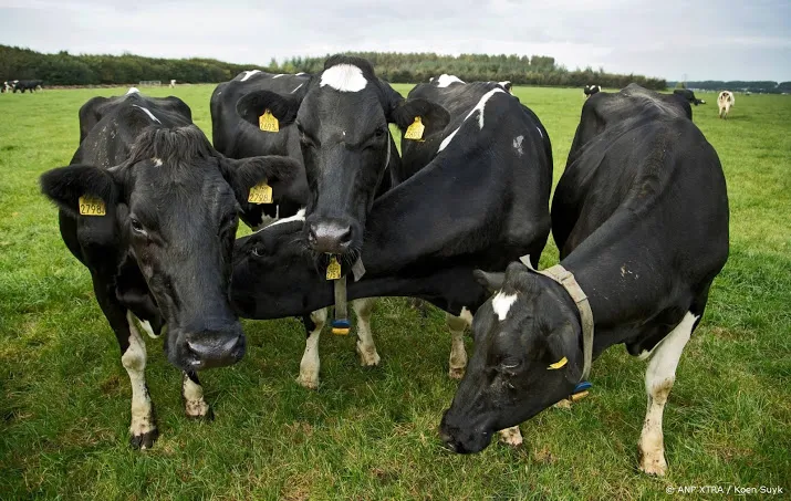 recordaantal boeren laat koe buiten grazen