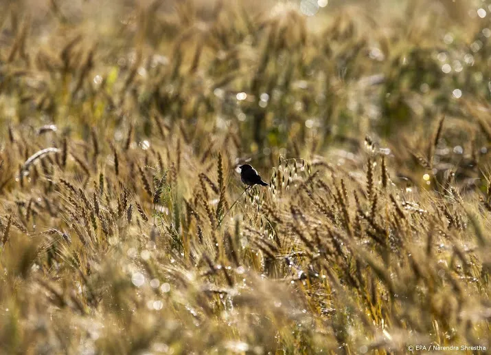 recordoogst australie helpt bij graantekort door oorlog oekraine