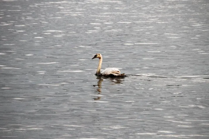 reddingsactie voor besmeurde watervogels