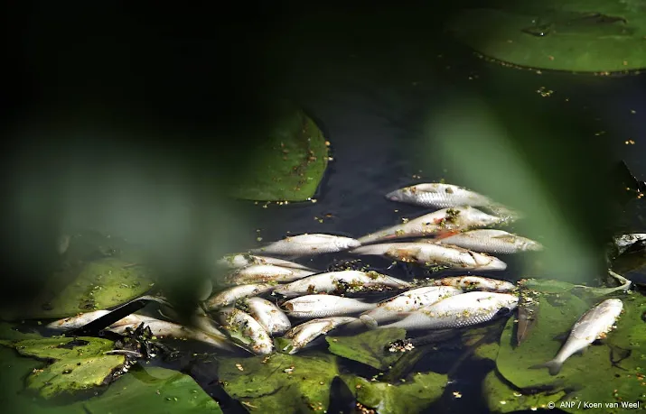 regenbuien kunnen voor massale vissterfte zorgen