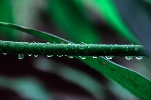 regenwoud