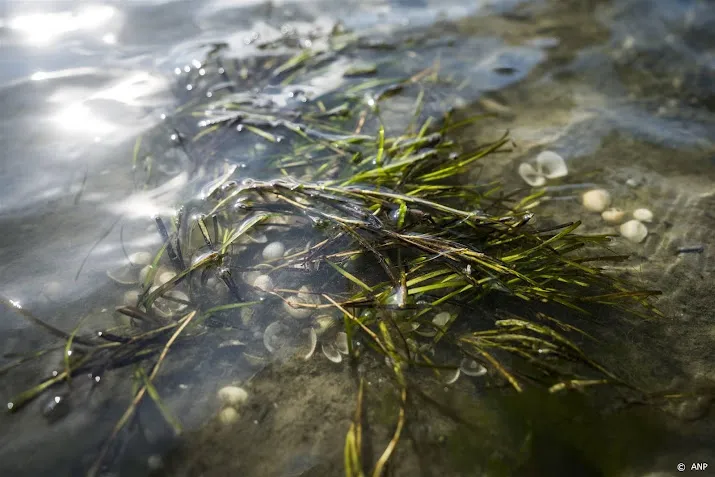 rijkswaterstaat legt vier nieuwe zeegrasvelden aan in waddenzee