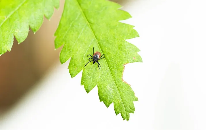 rivm diagnoses lyme voor het eerst niet toegenomen