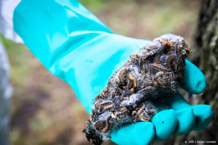 rock werchter deels ontruimd om processierups