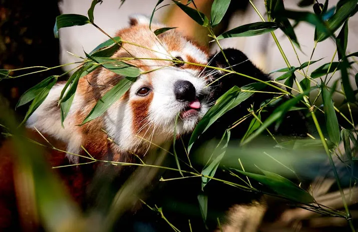 rode panda in blijdorp overleden