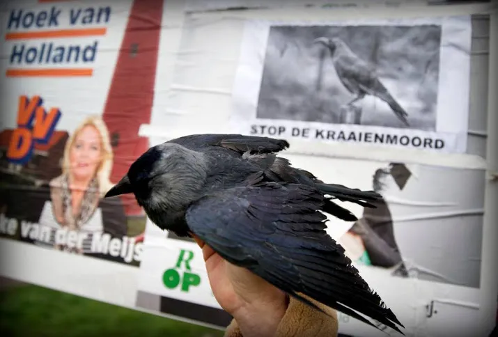 roeken afschieten in zuid holland mag