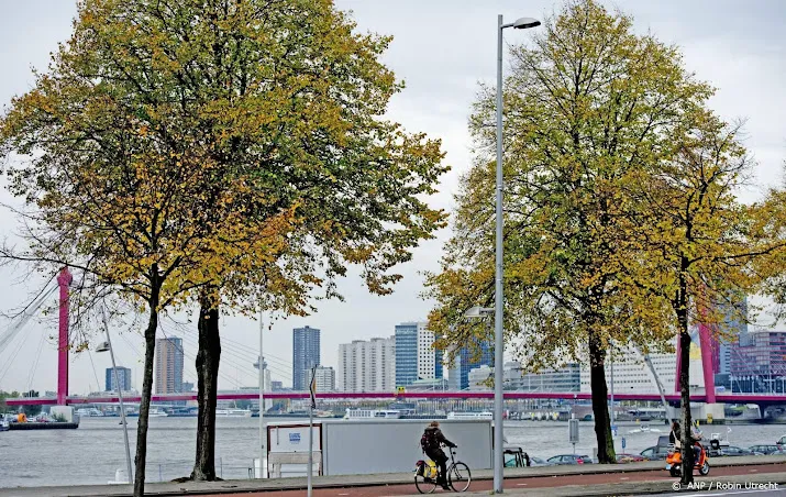 rotterdam legt met qr code uit waarom boom gekapt wordt