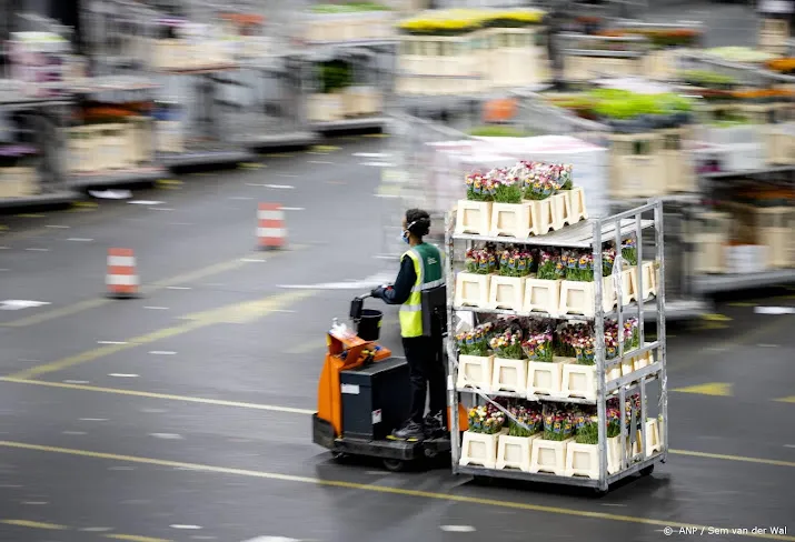 royal floraholland verwacht veel minder bloemen door dure energie