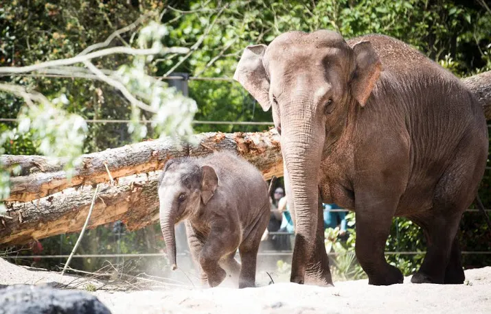 ruim 10 miljoen mensen bezoeken dierentuinen