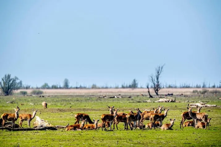 ruim 1100 dieren weg uit oostvaardersplassen