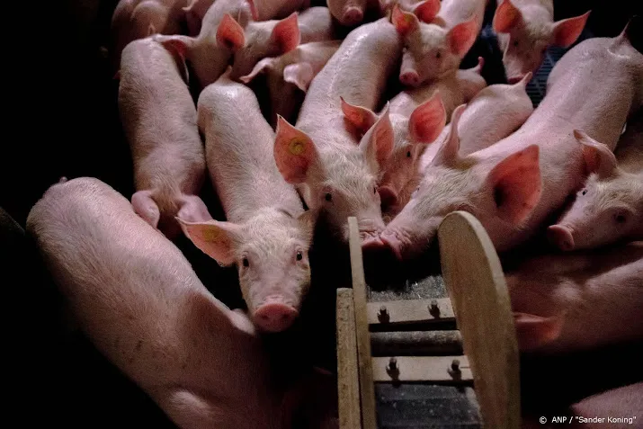 ruim 500 varkensboeren melden zich voor uitkoopregeling