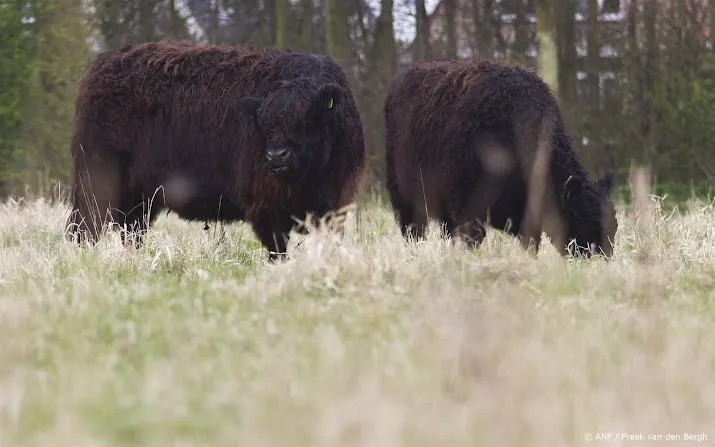 runderen rouwen mogelijk om overleden soortgenoten