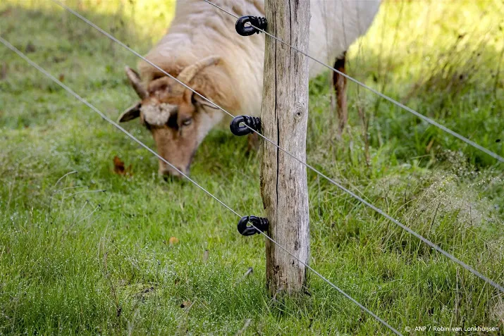 schapenhouder wolf doodde 21 schapen in twee dagen in renkum