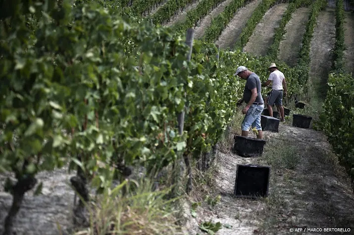 schimmels zitten italiaanse wijnboeren dwars na hevige regenbuien