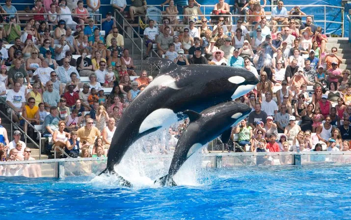 seaworld trekt weer meer bezoekers