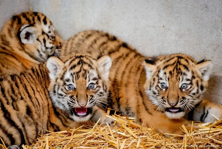 siberische tijgers geboren in beekse bergen