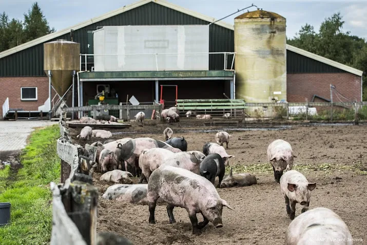 situatie nederlandse varkensboeren volgens abn amro dramatisch