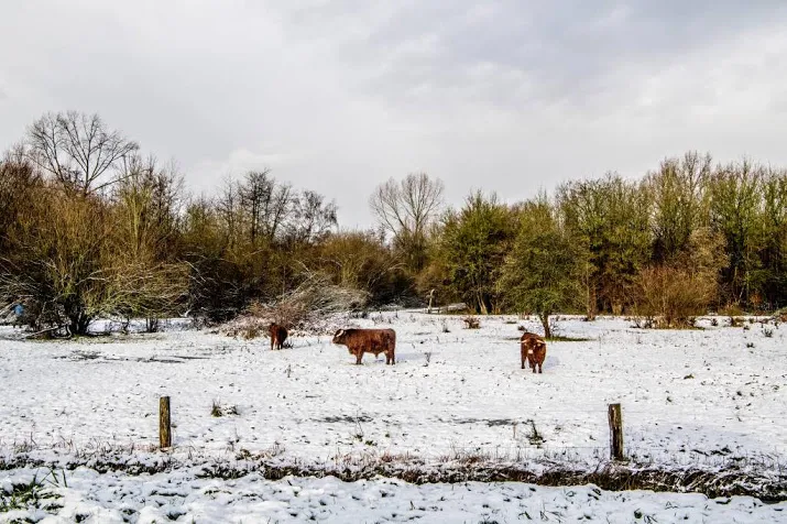 sneeuw valt in zeeuws vlaanderen