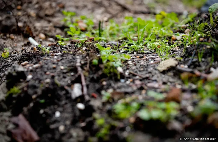 soepeler regels voor met pfas vervuilde grond
