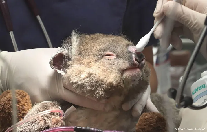 speciale inzamelingsactie kinderen voor koalas op npo3