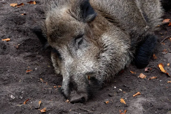 spoedoverleg over afrikaanse varkenspest